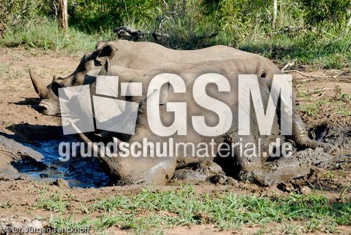 Breitmaulnashorn (13 von 28).jpg